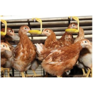 Appareil anti-calcaire Vulcan - technologie à courant d'impulsion, écologique et efficace pour exploitation avicole_2