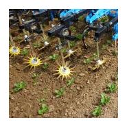 Outil de binage K.U.L.T.-Kress pour betteraves et légumes