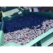 Récolteuse de camerises JAREK 5H - Jagoda JPS Agromachines, tête réglable 920 & précision 95%_2