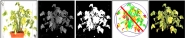 Phenoaixpert - phénotypage - lemnatec_2