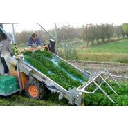 Récolteuse de persil optimal green line 2 - ortomec srl_2
