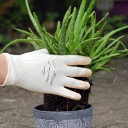 Gants multiusage ROSTAING - Taille 8 - Parfumés aux huiles essentielles d'eucalyptus - Étanches en paume et confortables_2