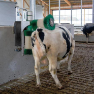 Brosse rotative D22 double pour le nettoyage et le toilettage des vaches - Schurr - verrouillage de sécurité et rotation automatique_2