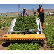 Récolteuse de légumes automotrice 8000 Lattuga - Ortomec SRL - largeur de la tête de récolte 120 à 180 cm_2