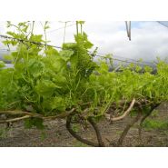 Effeuilleuse - ETS Collard - pour vignes larges, framboisiers, pépinières et raisin de table_2