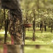 Se14cc65 - Caoutchouc néoprène - Solutions élastomères - Plaque 5 mm d'épaisseur_2