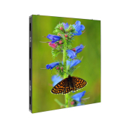 Écran géant LED TIGER FIX PREMIUM BIM - haute qualité, contraste élevé, installation fixe murale, maintenance facile_3