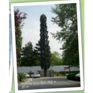 Pylônes arbres accès extérieur - cyprès de Provence - 9 à 20 m - 6 antennes panneaux_2