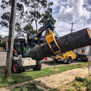 Pince de débardage Scorpion Standard Uniforest_2