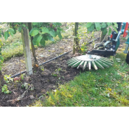 Fraise intercep - Clemens interceps_2