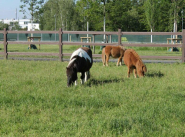 Clôture d'enclos/portail en résine - LIC-CA03 - LCI Cheval - Hanit - Sécurité et durabilité_2
