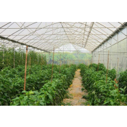 Serre à travées multiples conçue pour la couverture de vastes surfaces - Multimed_2