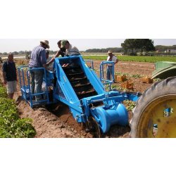 Récolteuse de pommes de terre K600 - Carpi Meccanica S.N.C - détéreuse remorquée avec bande de sélection hydraulique