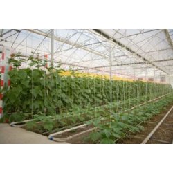 Serre professionnelle de haute qualité, durable et résistante avec toits courbes ou gothiques