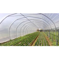 Serres tunnel à structure classique en acier galvanisé avec toiture anti-UV - Plusieurs dimensions disponibles