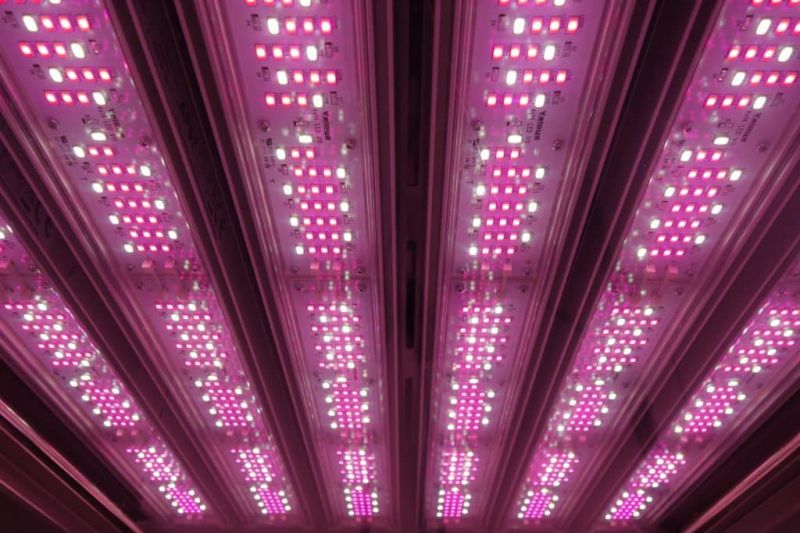 Phytotron professionnel avec éclairage LED optimisé pour la photosynthèse