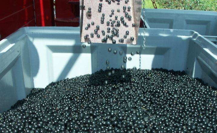 Récolteuse Victor Z - Weremczuk - Baies de groseille, aronia et autres - Productivité 0.3-0.6 ha/h - Vitesse 0.5-2.0 km/h_3