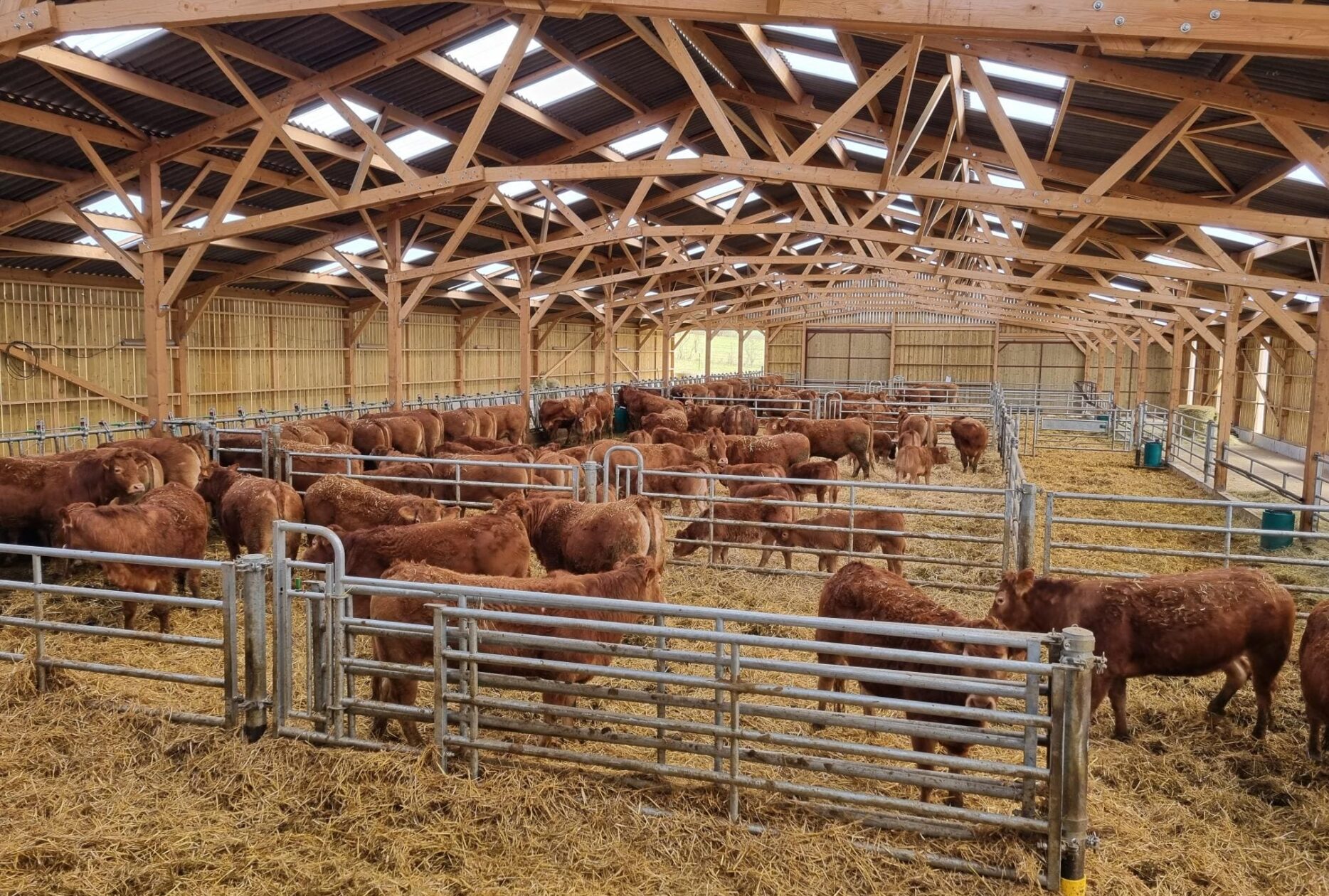 Bâtiment pour vaches allaitantes, sur mesure en bois - Stabulation libre, en aire paillée, en caillebotis, ou mixte_3