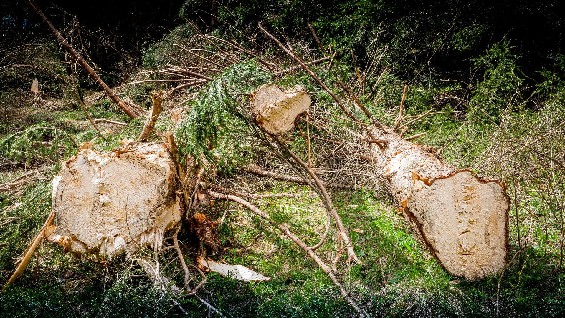 Sécateur d’abattage avec pince accumulatrice optionnelle