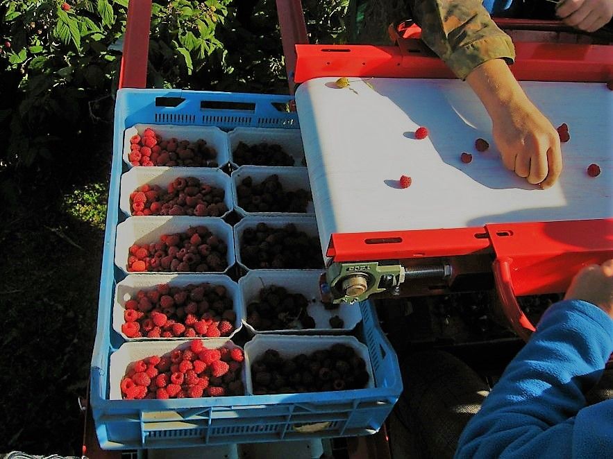 Récolteuse de framboises JAREK 5R - Jagoda JPS, avec système de nettoyage et tête spéciale_3