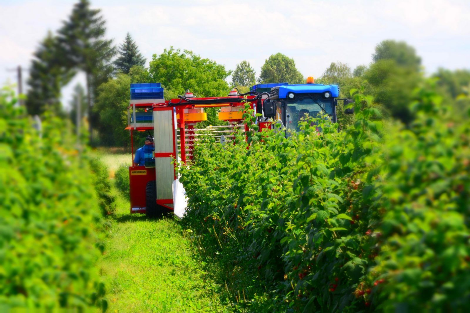 Récolteuse à framboises et myrtilles karen - weremczuk - puissance minimale requise 68 hp - capacité de charge 760 kg_3
