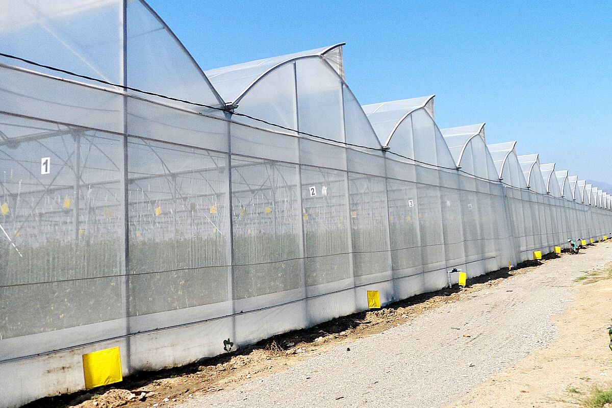 Serre chapelle - ulma agrícola - largeur 9.6 à 14.4 m_3