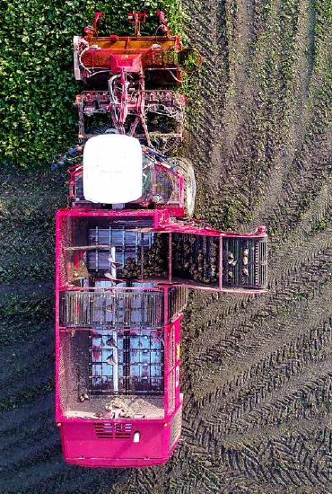 Arracheuse de betteraves avec systèmes de nettoyage avancés Vervaet Q Series