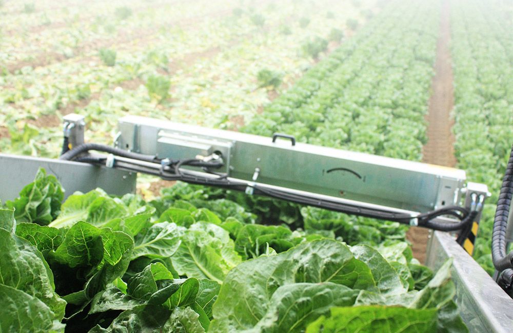 Grand récolteuse autotractée sur chenilles 9200 Lattuga - Ortomec SRL - moteur turbo-diesel 74 CV - personnalisable pour laitues pommées_3