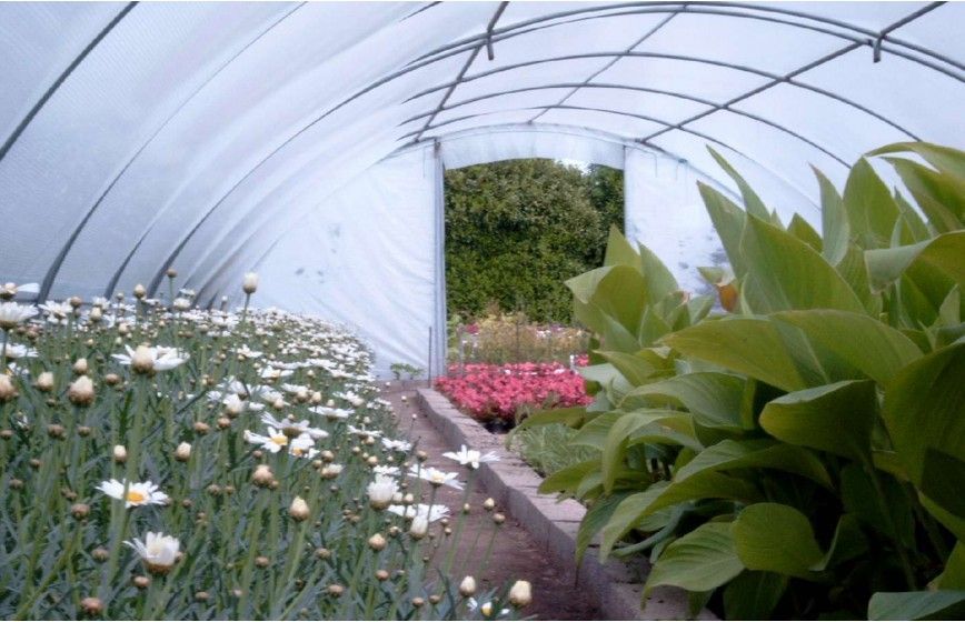 Serre horticole par excellence - BRETAGNE_4