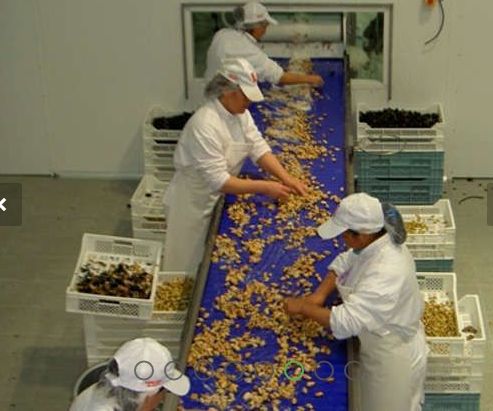 Bandes modulaires - Maas - plastique léger et résistant - largeurs jusqu'à 4 mètres_3