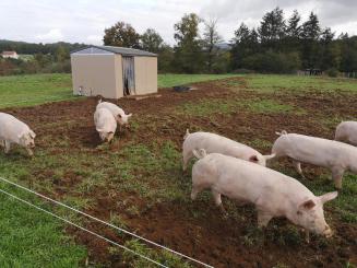 Abris porcin fixe ou déplaçable_3