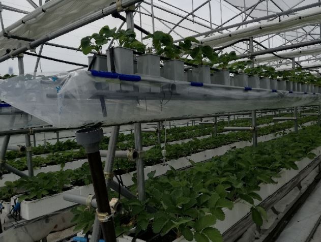 Japon 3 - Serre chapelle multichapelle Rufepa - structure durable et ventilation zénithale_3