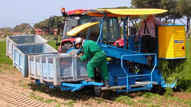 Récolteuse de carottes CF 300 - Carpi Meccanica S.N.C - mono-rang demi-portée, courroies, système de tri hydraulique_3