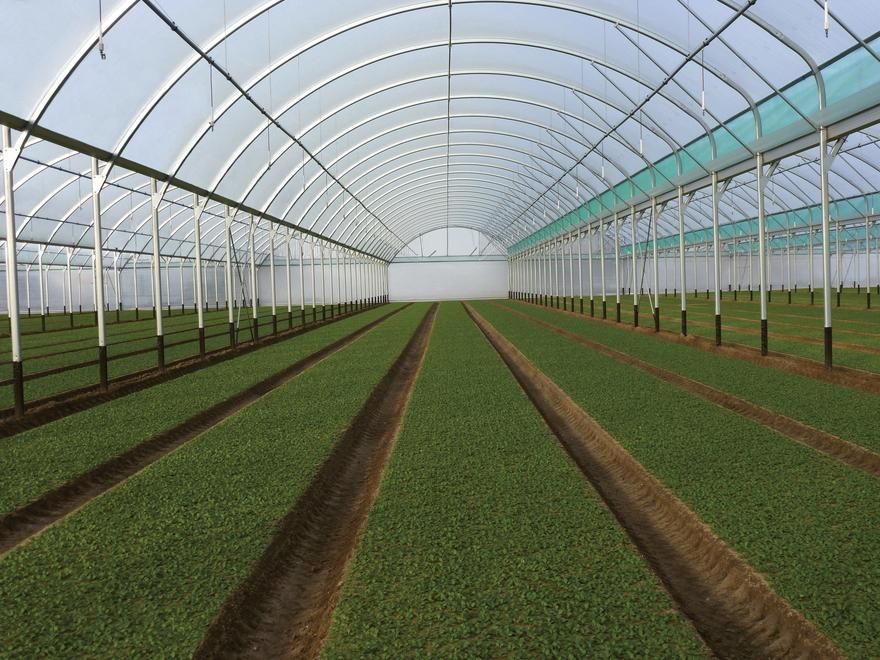 Baltique - serre chapelle professionnelle JRC 9.60m - robustesse et grand volume pour cultures maraîchères_3