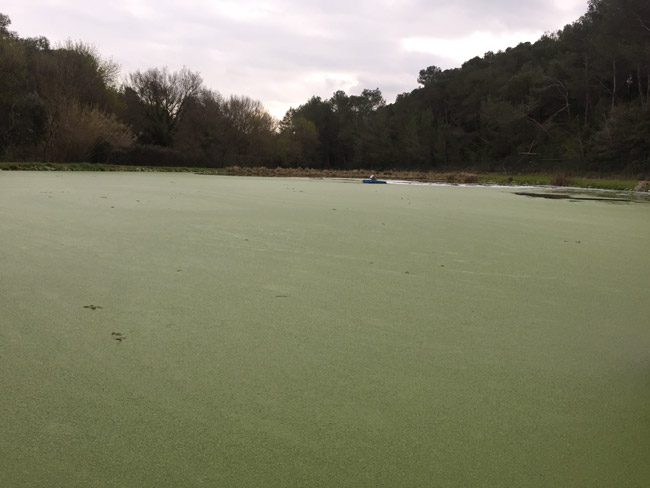 Système d'aspiration des lentilles d'eau Lent'out - Curatif, rapide et efficace_3