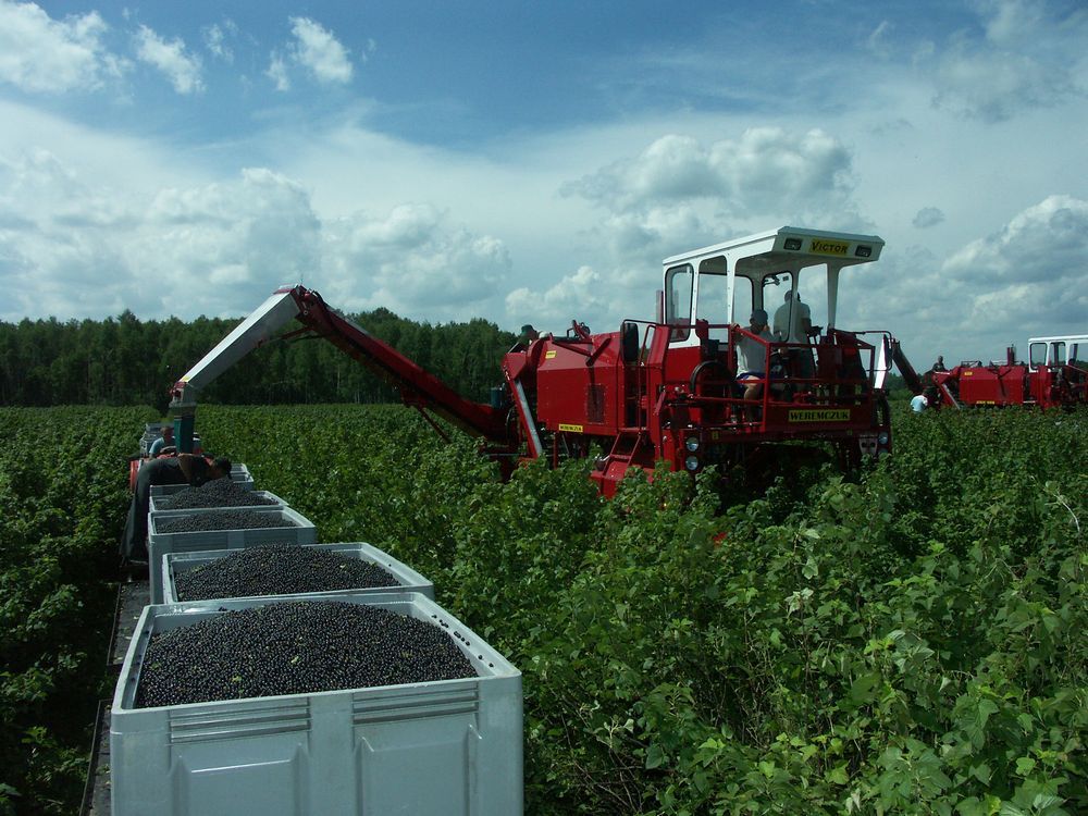 Récolteuse à baies VICTOR - Weremczuk - automotrice, productivité 0,3 à 0,6 ha/h - vitesse max 2 km/h_3