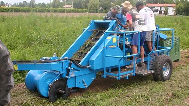 Récolteuse de pommes de terre K600 - Carpi Meccanica S.N.C - détéreuse remorquée avec bande de sélection hydraulique_3