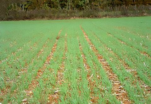 Équipement polyvalent pour semis simplifié avec chisel porté ou trainé
