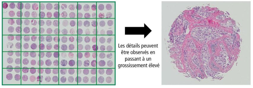 Objectifs : série cfi plan apochromat lambda d_3
