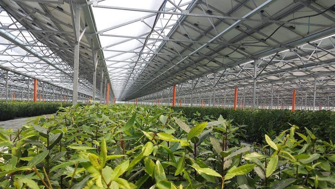 Serre photovoltaïque à faîtage droit et double pente - Multisunart_3