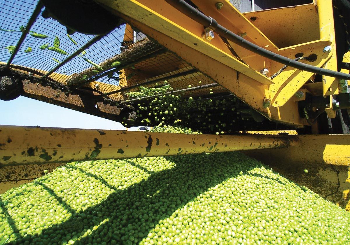 Arracheuse Oxbo 6170 - OxboCorp - trémie 2270 kg - moteur 450 HP - récolte pois, haricots lima et Garbanzo_3