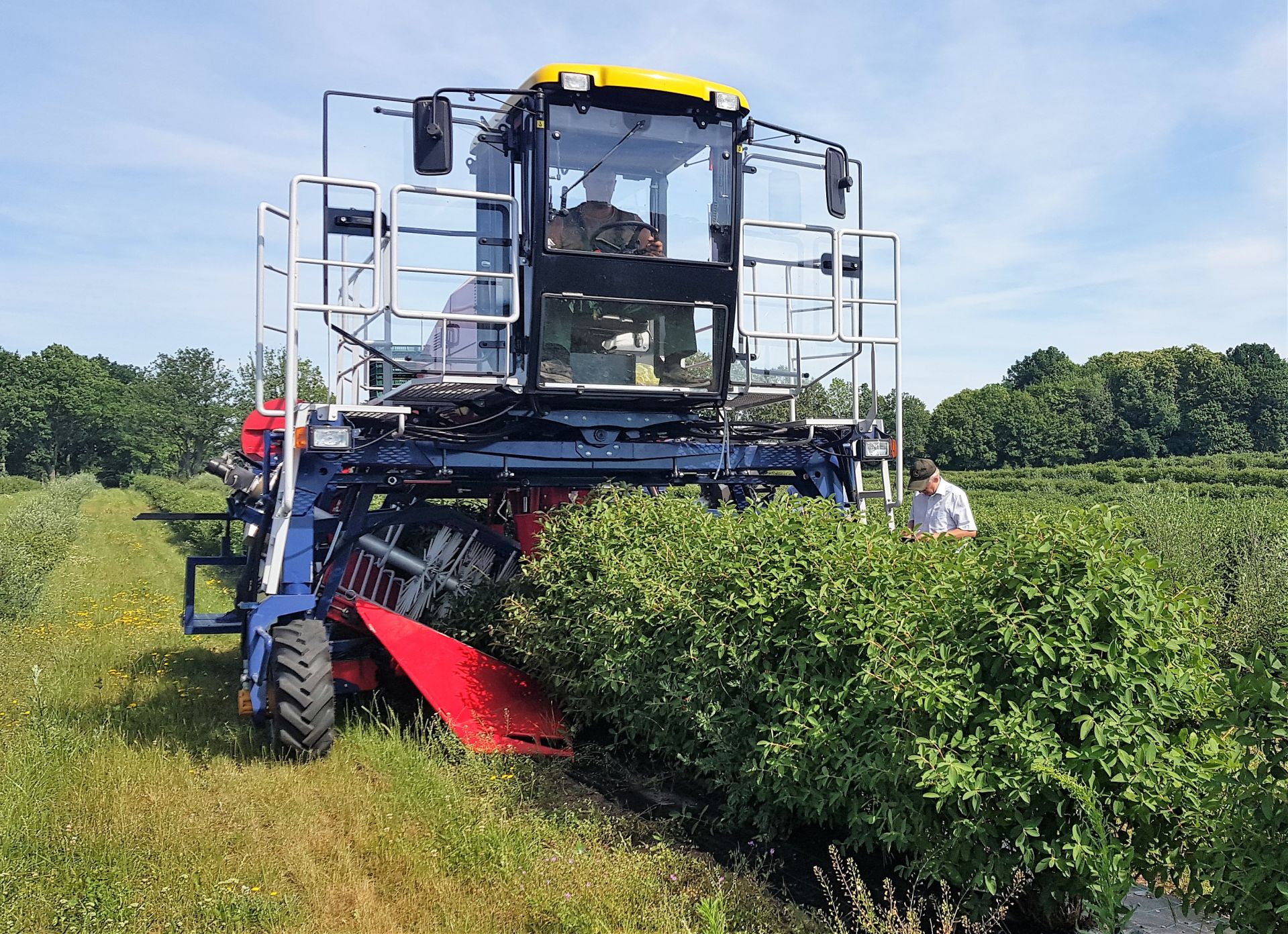 Récolteuse automotrice de baies OSKAR 4WD - Jagoda JPS - Productivité 0,5 ha/h - Précision jusqu'à 98% - Moteur Doosan 74 CV_3