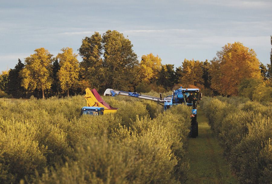 Machine agricole New Holland 9090X pour la récolte efficace des olives