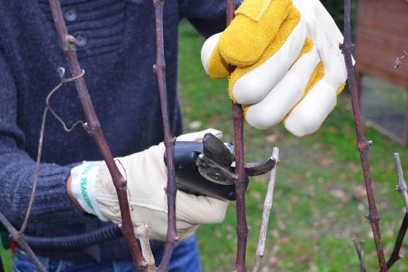Gants de protection pour sécateur - Gaucher, taille 8 - Coquilles anti-écrasement et anti-coupure - Cuir hydrofuge - Peauceros_3
