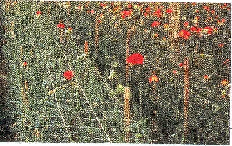 Filet à ramer/tuteurer - 1.70m, 1000m_3