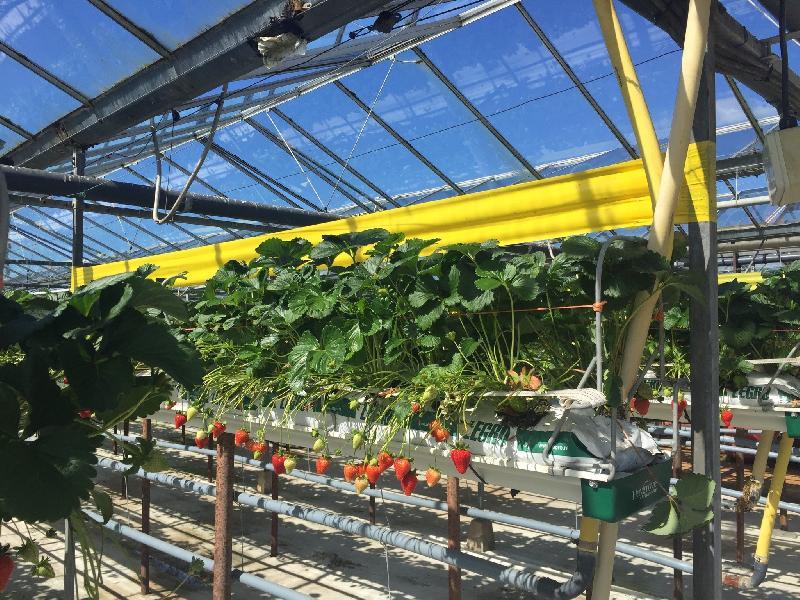 Bande engluée professionnelle 100m - Thrips et nuisibles - Bleu - Résistante aux UV_3