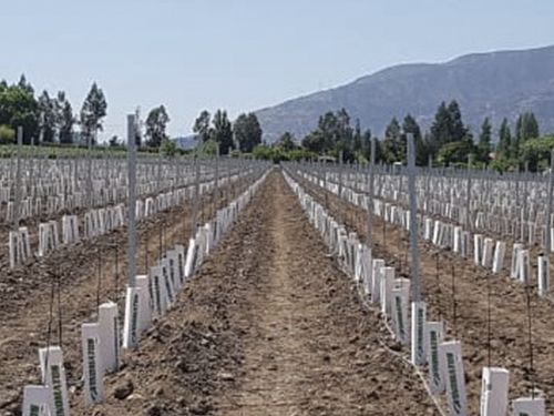 Machine à planter Vinomatos pour terrains plats et en pente