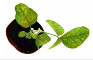 Hyperaixpert - système de phénotypage de laboratoire multi-capteurs - lemnatec_3