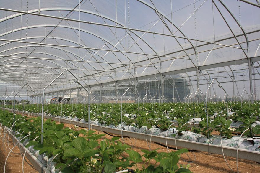 Serre multichapelle JRC avec ventilation optimisée