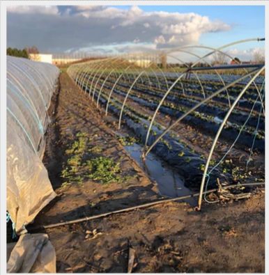 Tunnel de culture professionnel avec film multicouche thermique